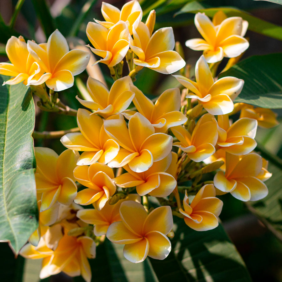 plumeria Close-up of yellow flowers with green leaves in the background