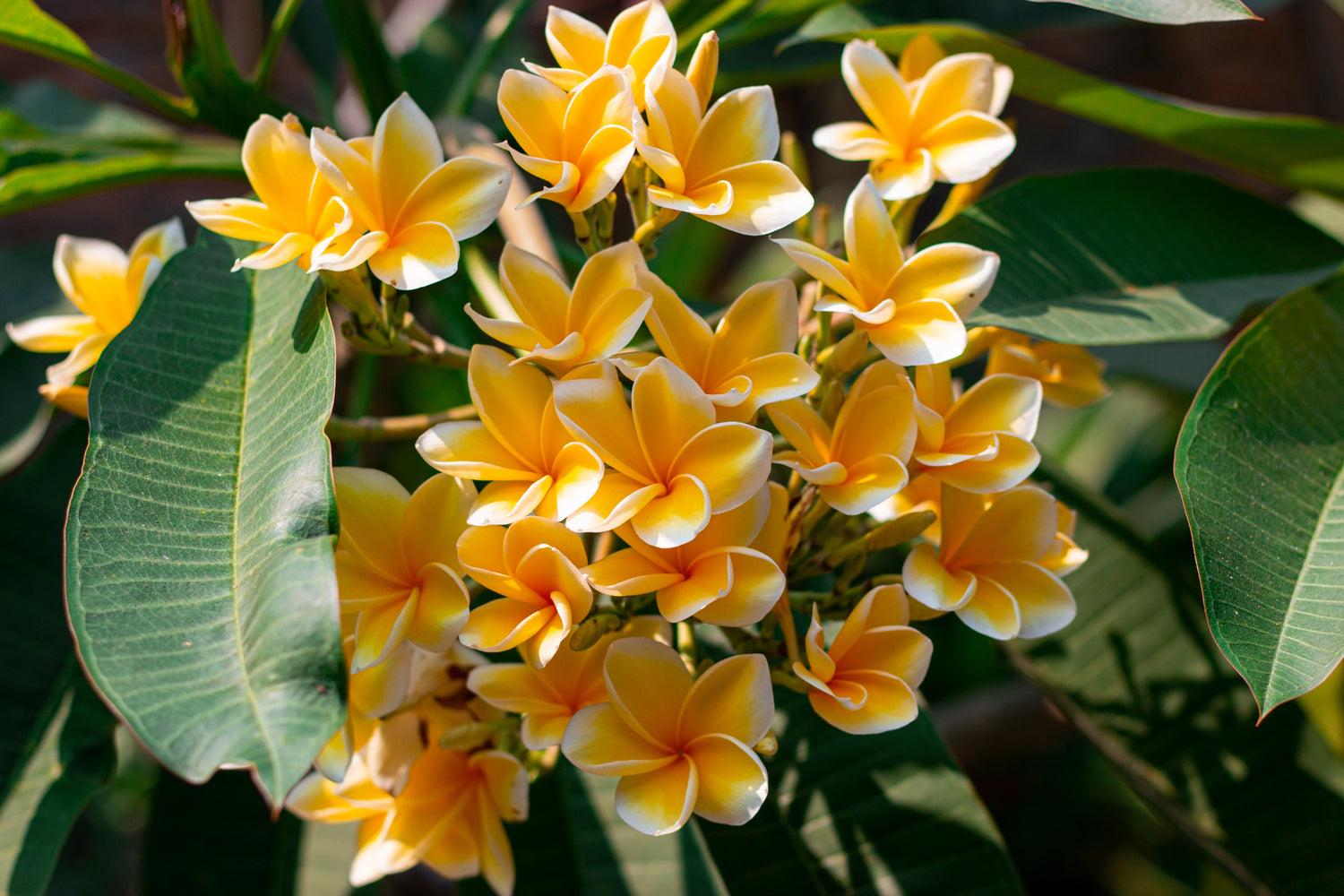 Plumeria Rubra Yellow Orchid Flowering Tree