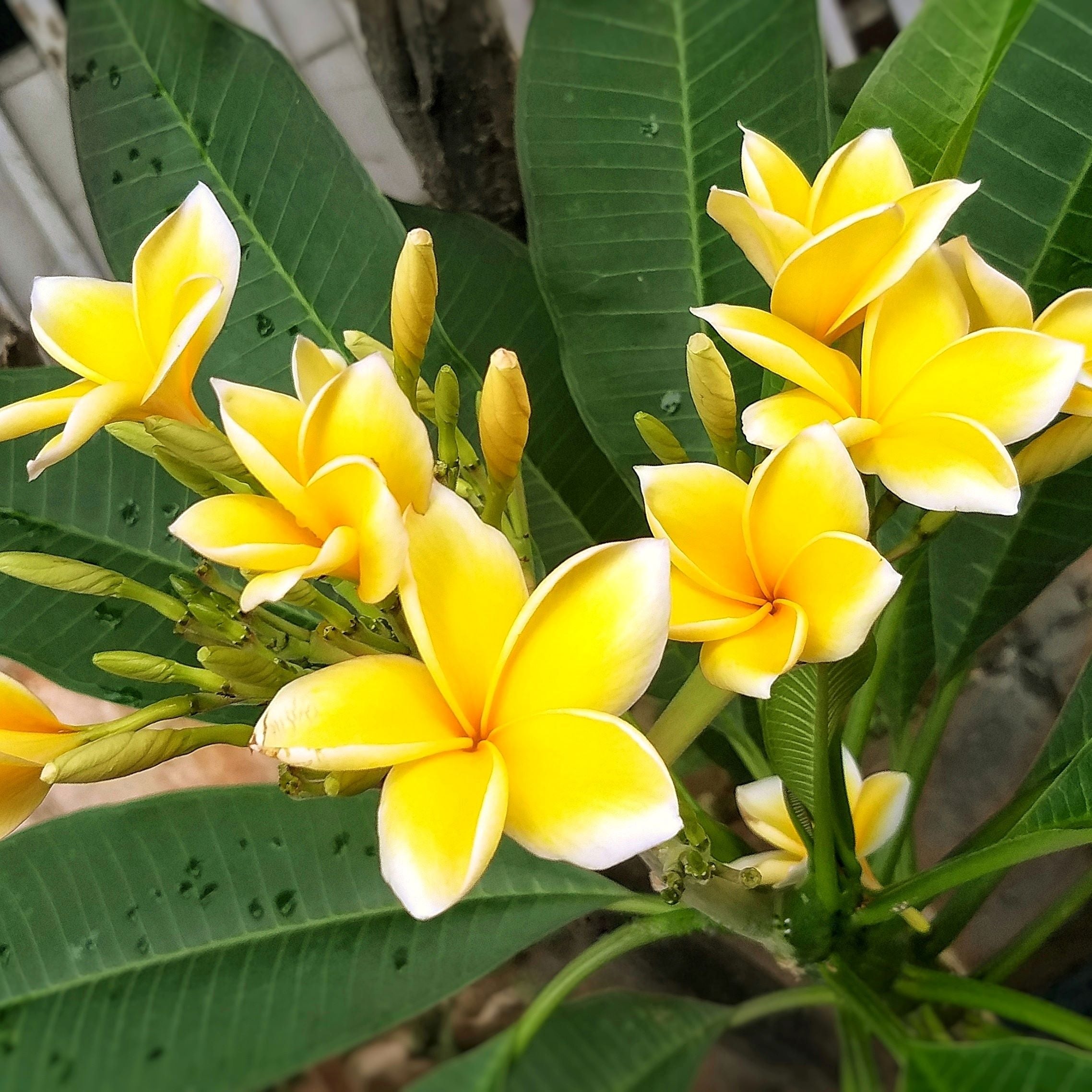 Plumeria Rubra Yellow Orchid Flowering Tree