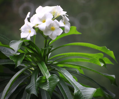 Bridal Bouquet Plumeria White Flowering Tree