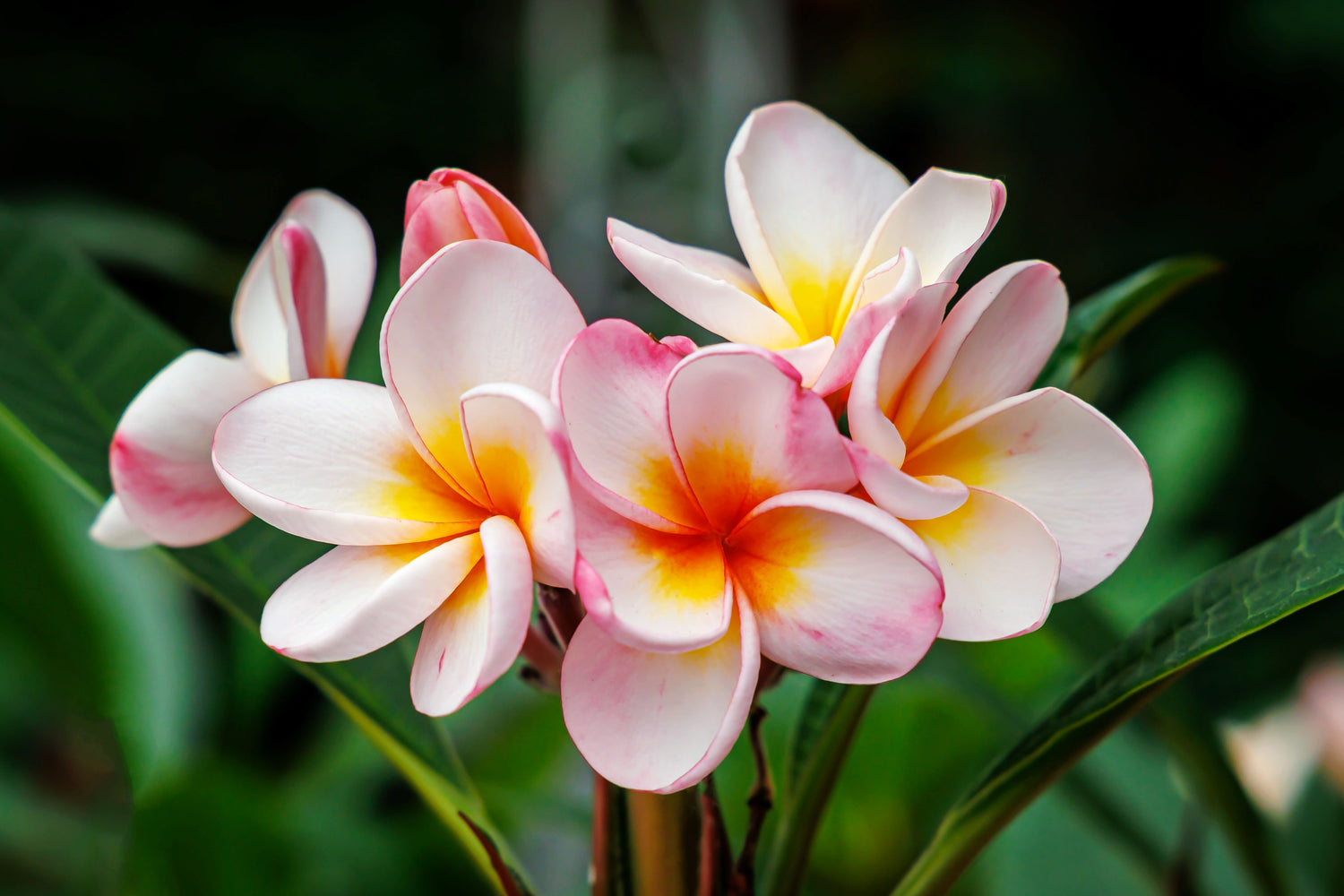 Plumeria Frangipani Obtusa Pink Orchid Flowering Tree