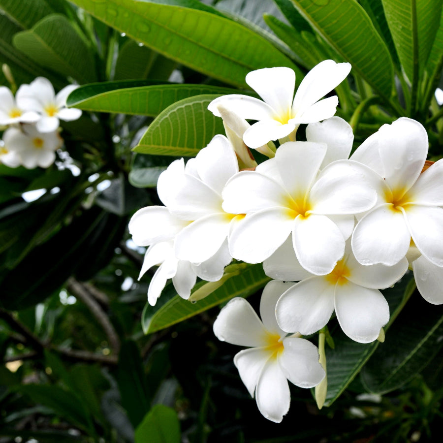 Close-up of white flowers with green leaves in plumeria tree