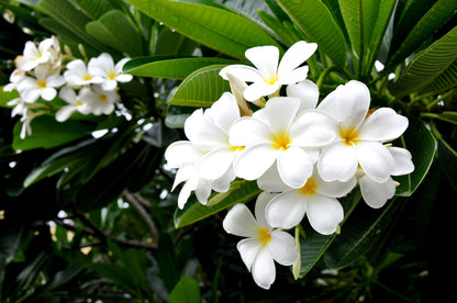 Plumeria Frangipani Obtusa White Orchid Flowering Tree