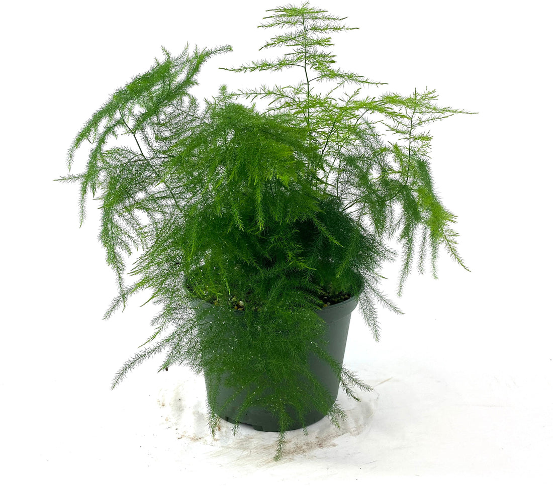 Plumosa Fern, Umbrella Fern in a