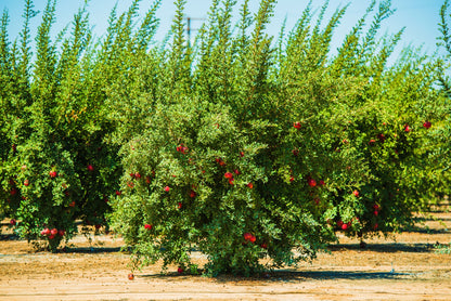 Pomegranate Wonderful Fruit Tree