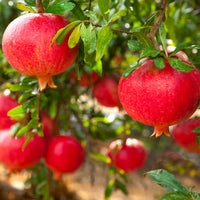 Pomegranate Wonderful Fruit Tree
