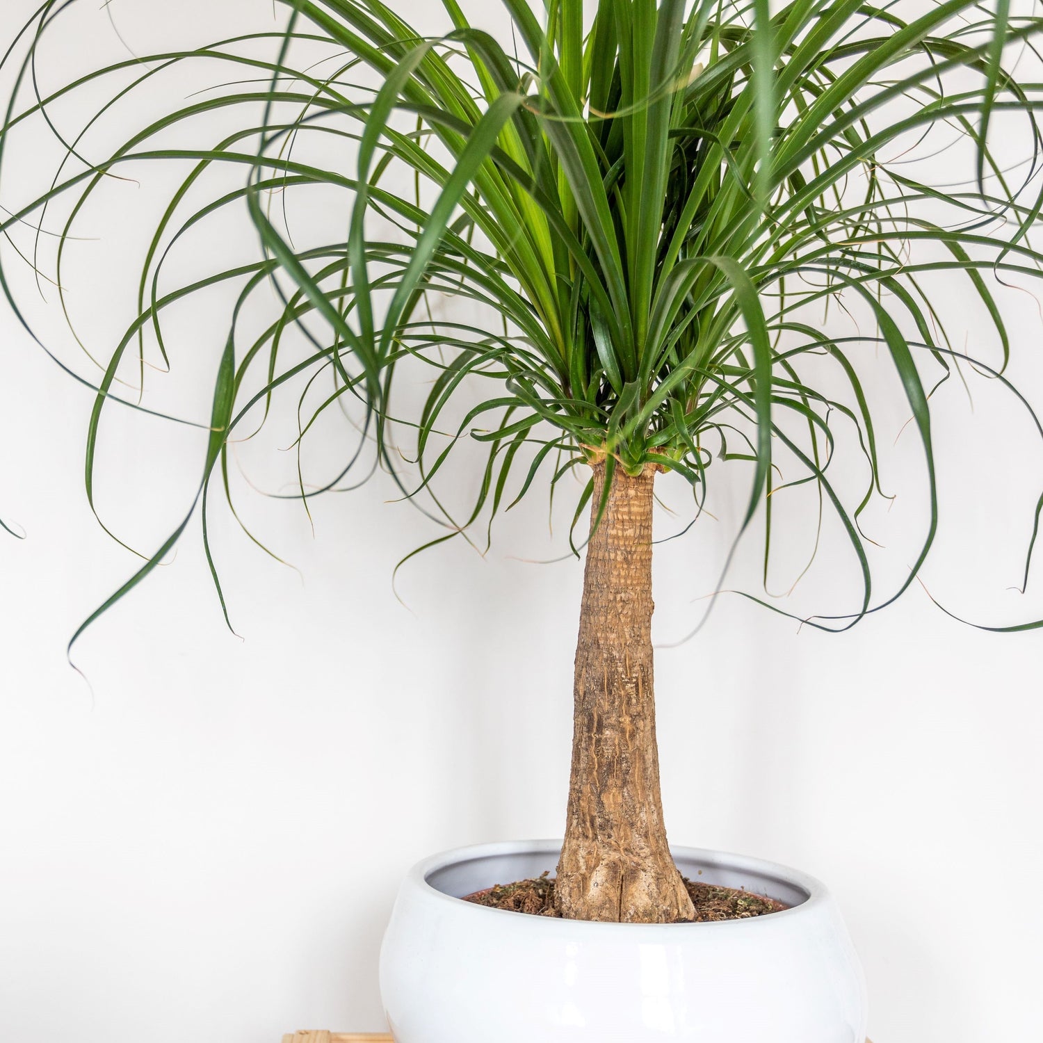 dracaena ponytail Premium Palm Ponytail Mexican Collection