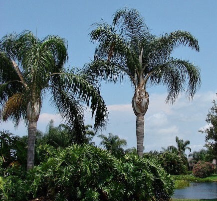 Queen Palm, Cocos Plumosa