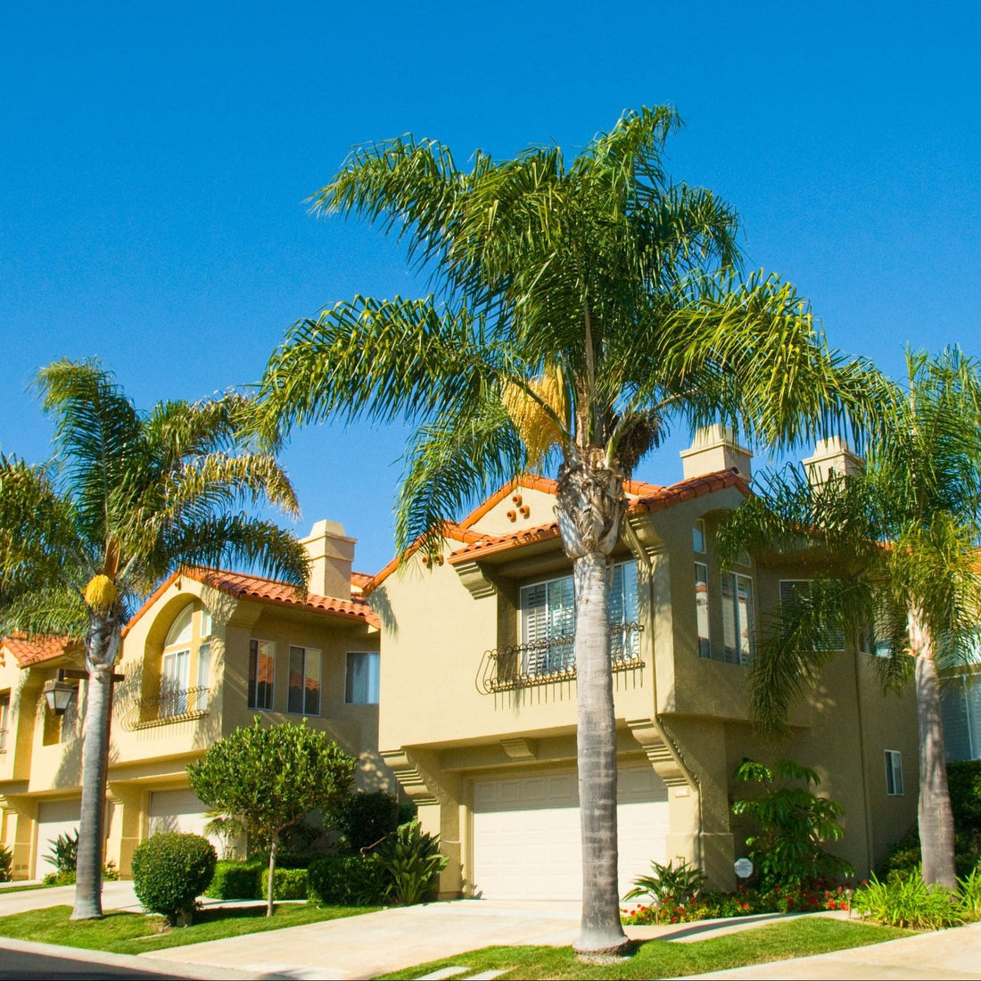 queen palm in landscape mature tree