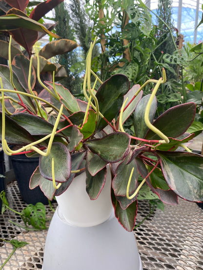 close view of Peperomia Rainbow Ginny, Colorful Baby Rubber Plant