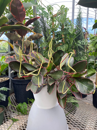 rubber hanging planter Peperomia Peperomia Rainbow Ginny, Colorful Baby Rubber Plant