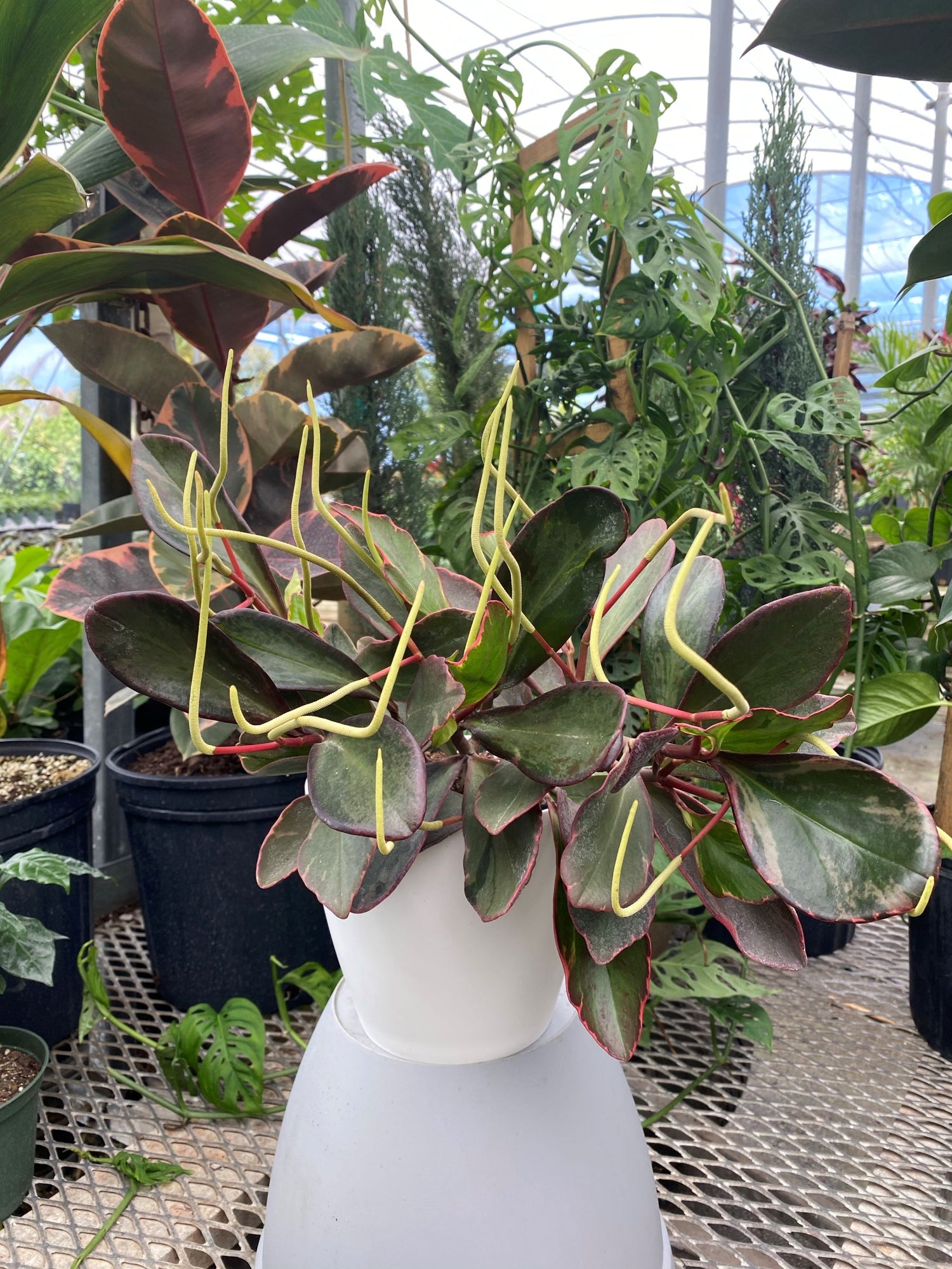 Peperomia Rainbow Ginny, Colorful Baby Rubber Plant in a white pot