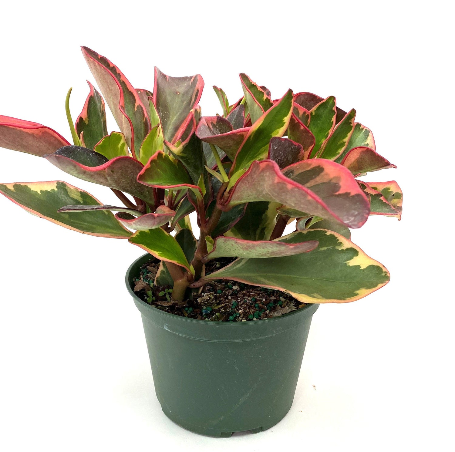 Peperomia Rainbow Ginny, Colorful Baby Rubber Plant