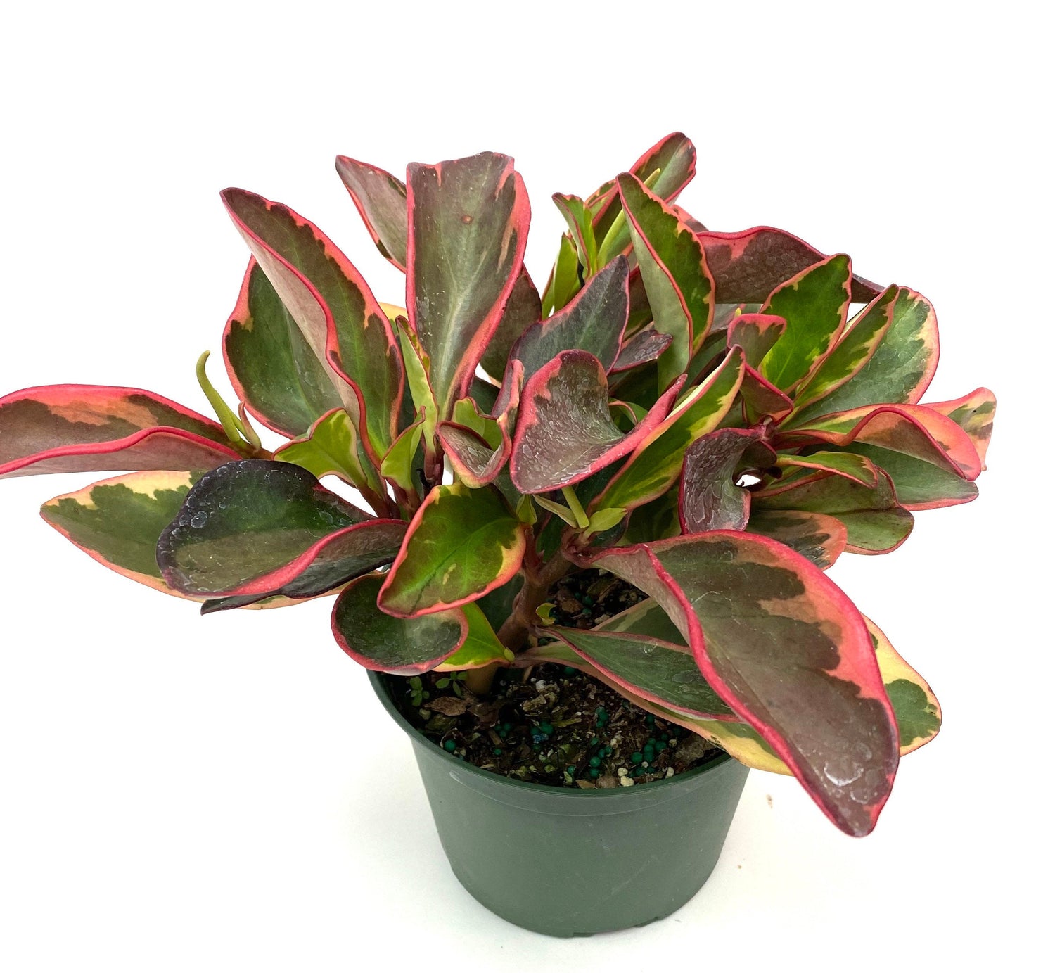 Peperomia Rainbow Ginny, Colorful Baby Rubber Plant in a green pot