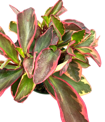 leaves of Peperomia Rainbow Ginny, Colorful Baby Rubber Plant