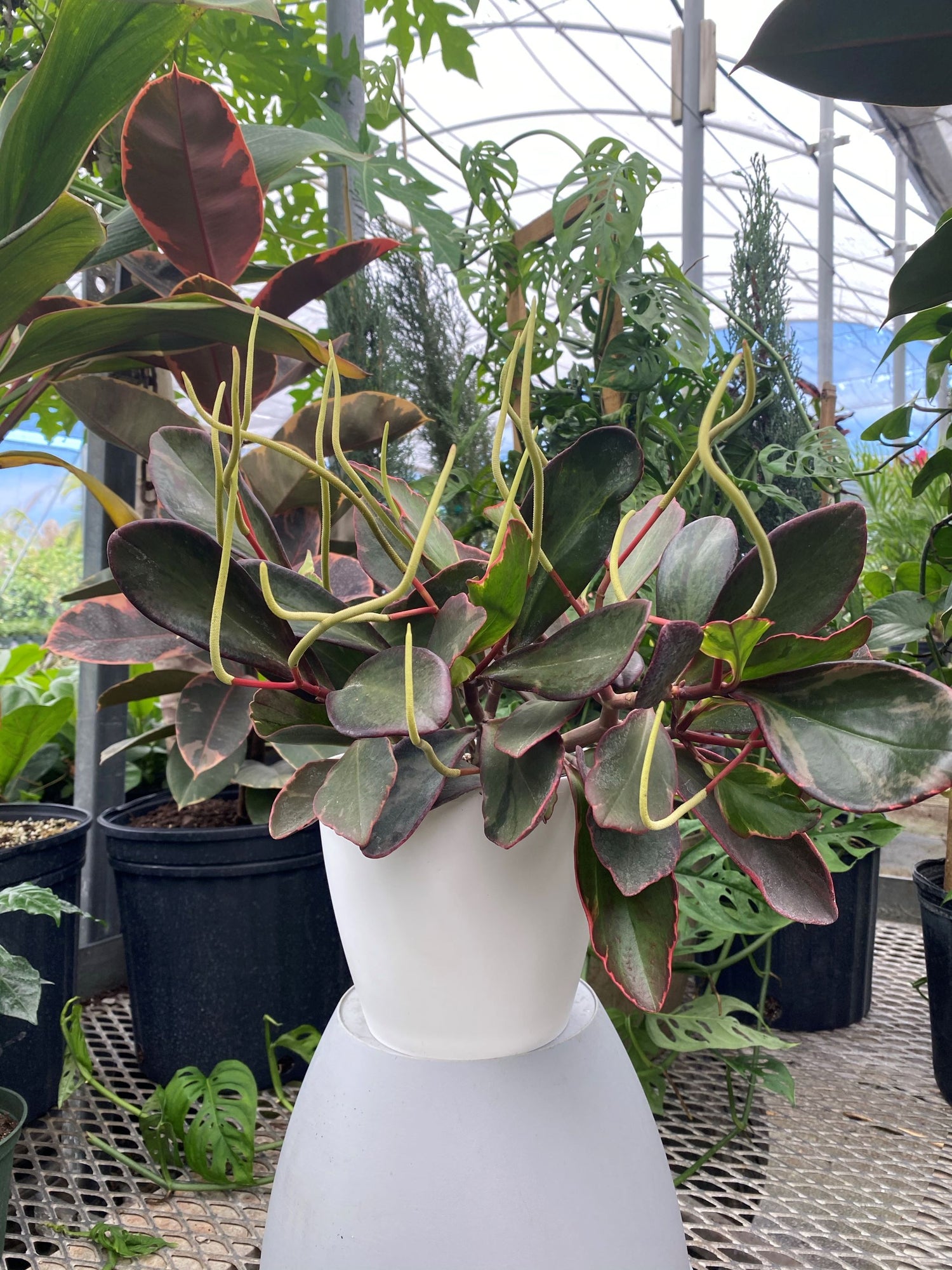 Peperomia Rainbow Ginny, Colorful Baby Rubber Plant