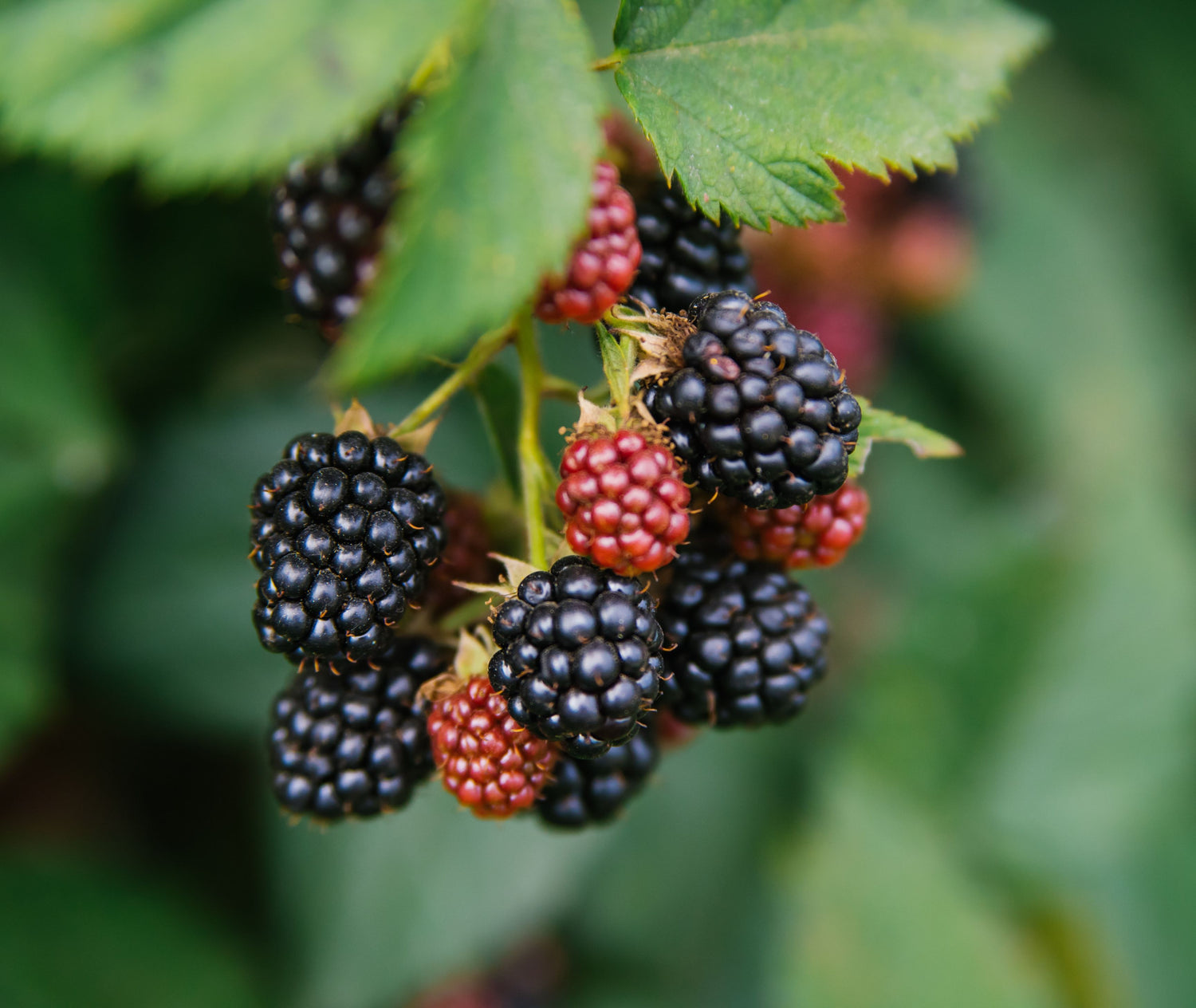 Raspberry Mysore Fruit Tree, Rubus niveus