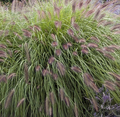 Red on sale fountain grass