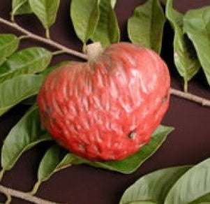 Red Custard Apple, Annona Reticulata Cherimoya
