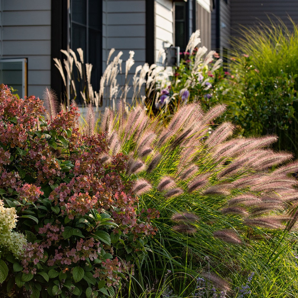 Red Head Fountain Grass Garden with flowering plants and ornamental grasses in front of a house.