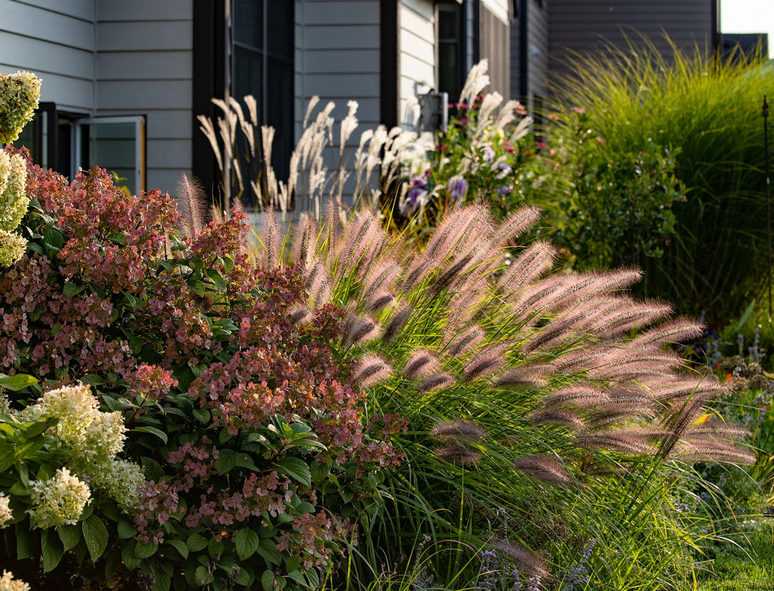 Red Head Fountain Grass – Eureka Farms