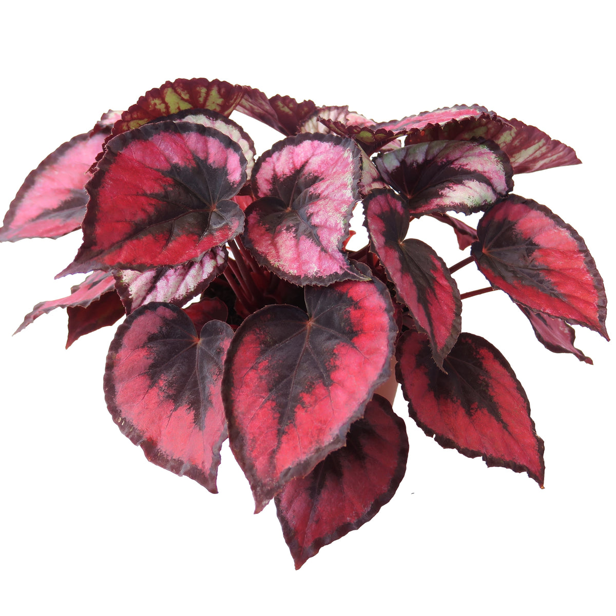 Begonia Harmony's Red Robin | Eureka Farms