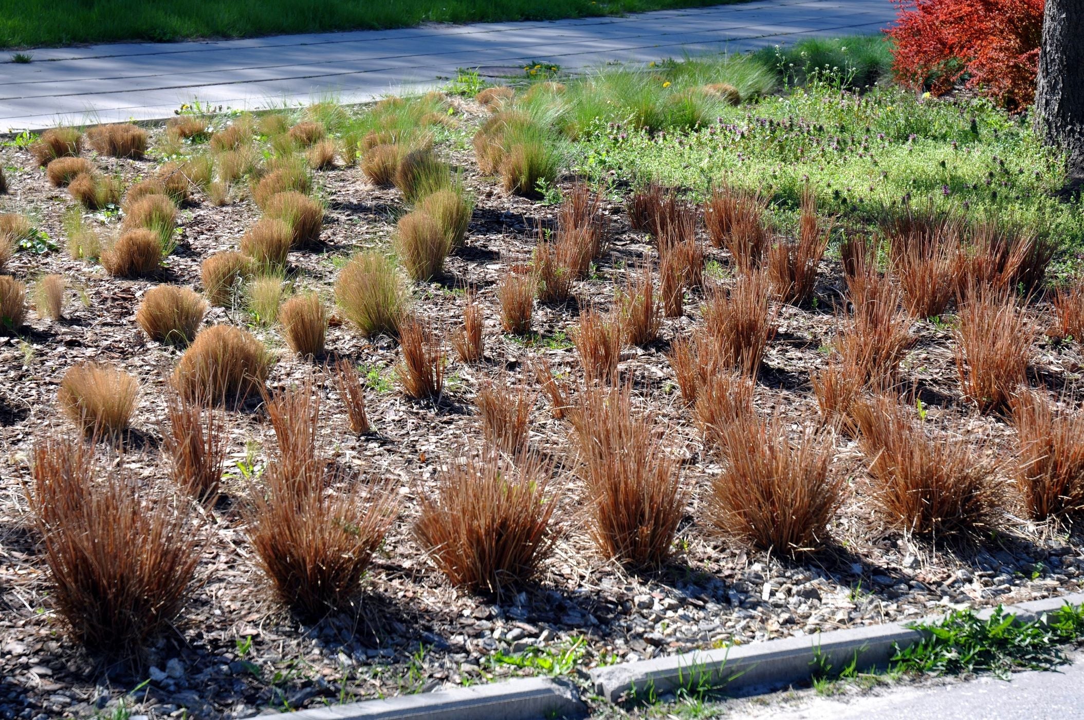 Red Rooster Buchananii Leathery Grass – Eureka Farms