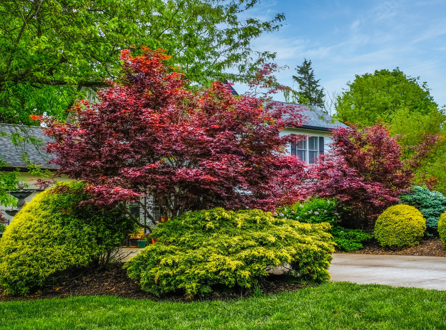 Red Maple Tree, Acer Rubrum