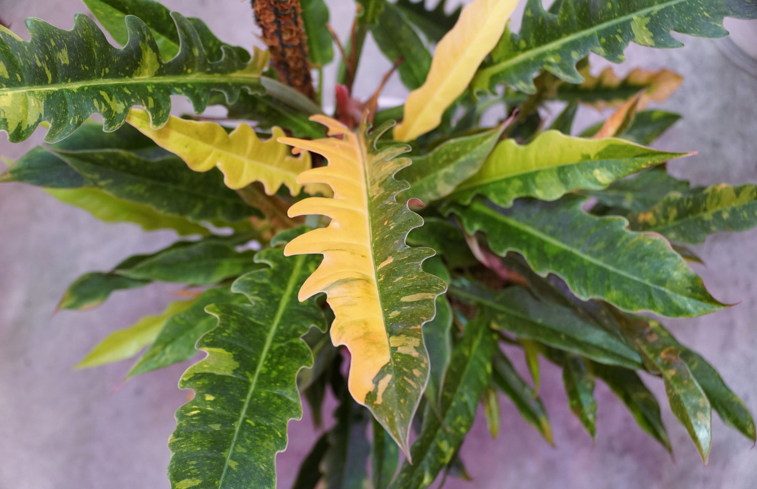 Philodendron Ring of Fire Variegated