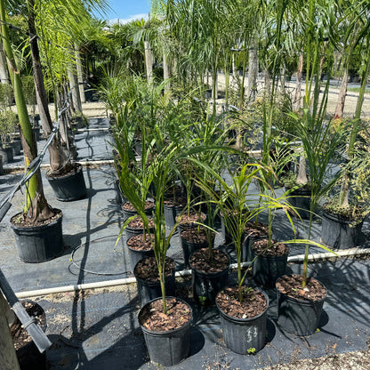 Royal Palm 3ga