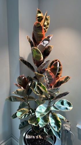 Ficus Ruby Tree Form Multibranch, Rubber Tree Live Plant