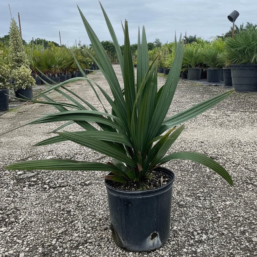 Sabal minor Dwarf Blue-stem Palmetto