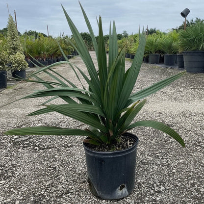 Sabal minor Dwarf Blue-stem Palmetto