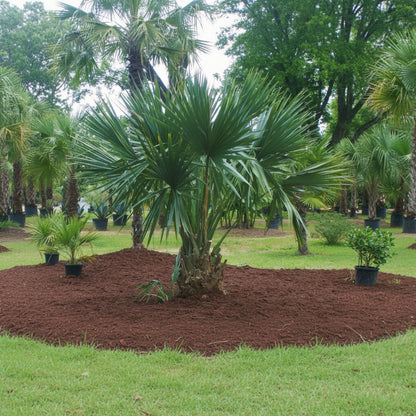 Sabal minor Dwarf Blue-stem Palmetto