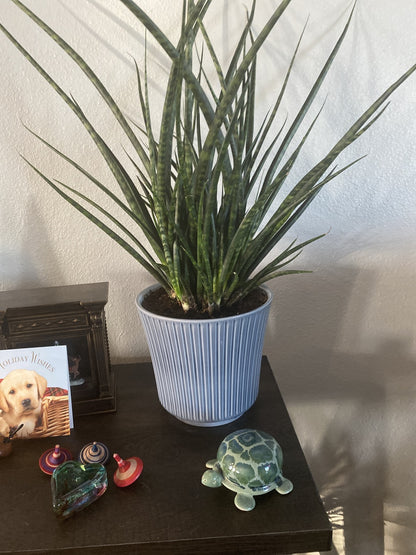 sansevieria fernwood Buy Fernwood Mikado Snake Plant