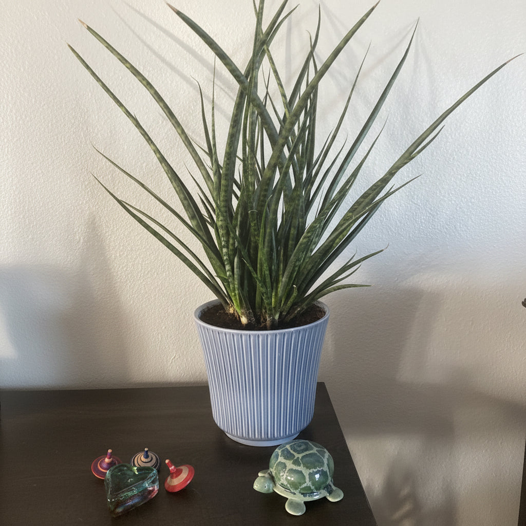 Sansevieria Fernwood Mikado, Snake Plant on a table