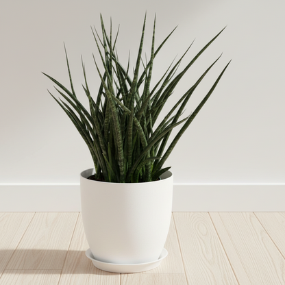 A potted snake plant with long, narrow green leaves in a white ceramic pot and saucer, placed on a light wood floor against a white wall.