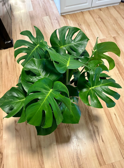 Monstera Deliciosa, Swiss Cheese