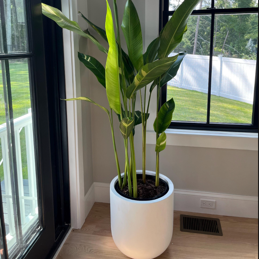 False Variegated Bird of Paradise Tree in a white decorative container with tall upright stems and lush green leaves, ideal for bright indoor spaces and modern home decor.