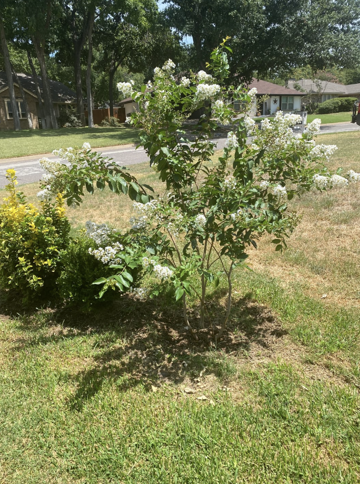 Crape Myrtle Natchez White Flower