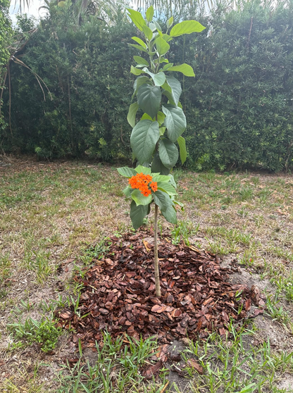 Orange Geiger Tree, Cordia sebestena