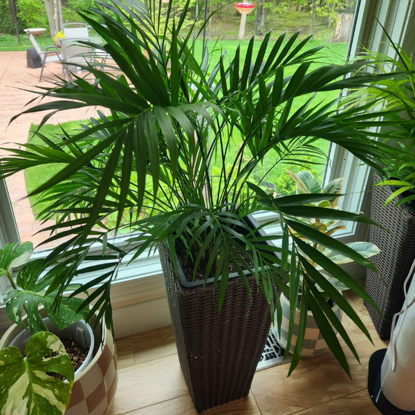 Majesty Palm, Ravenea Rivularis Live Indoor Plant | Eureka Farms
