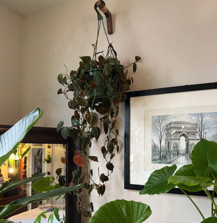 philodendron micans Hanging plant in a room with framed artwork on the wall