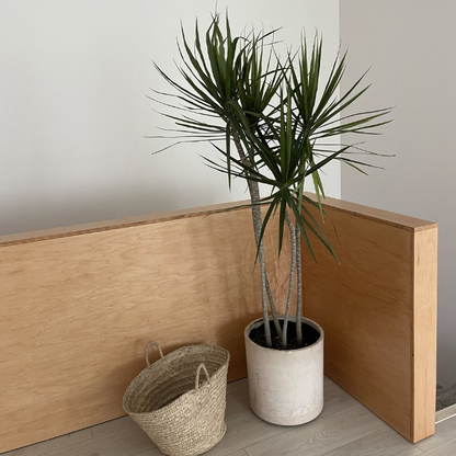 Dracaena Dragon Tree Potted plant and woven basket against a wooden panel and white wall