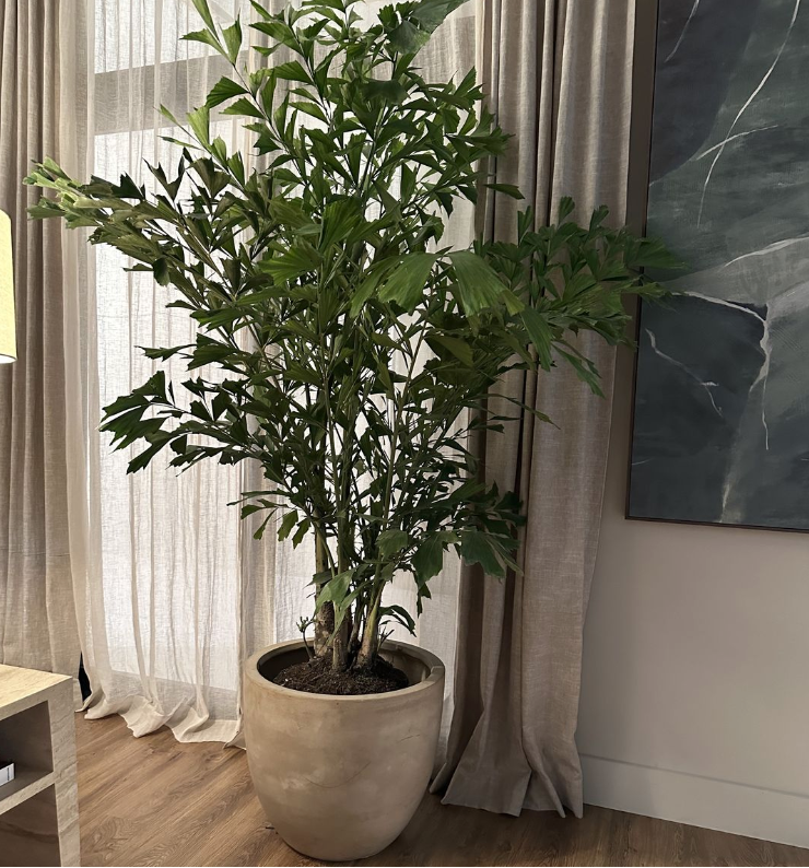 Fishtail palm Large Potted plant in a room with curtains and a painting on the wall