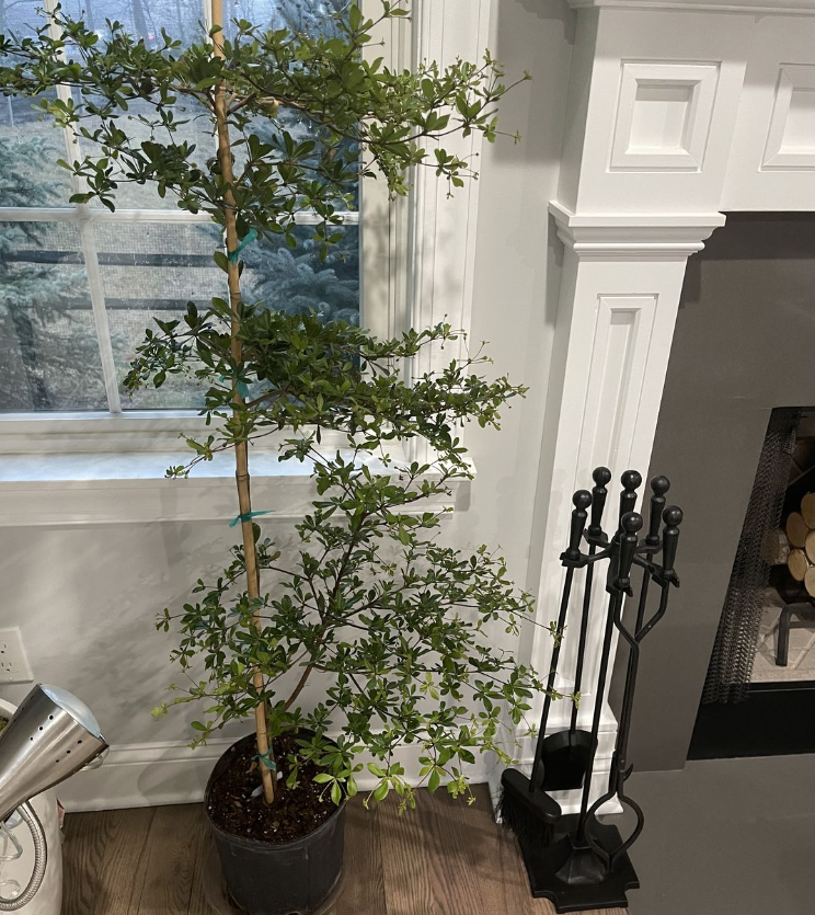 Black Olive Shady Lady Potted plant in a room with a fireplace and decorative items.