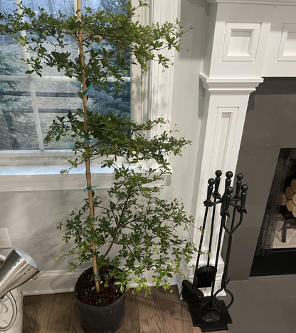 Black Olive Shady Lady Potted plant in a room with a fireplace and decorative items.