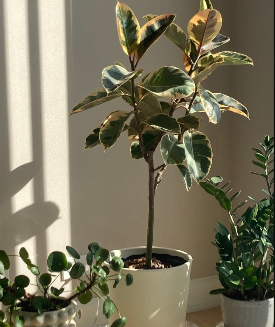 ficus tineke tree form Potted plant in a room with sunlight casting shadows on the wall