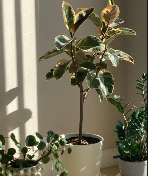 Buy Ficus Tineke Tree Like Form Single Trunk, Multi Branch Canopy