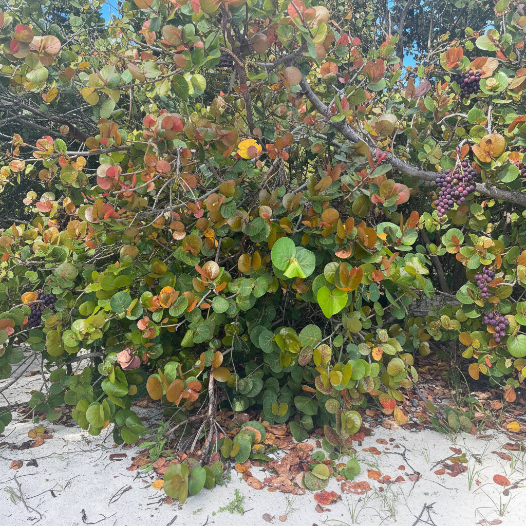 Sea Grape Tree, A dense coastal shrub with round green leaves and many orange, yellow, and red leaves, growing on a sandy shoreline for erosion control